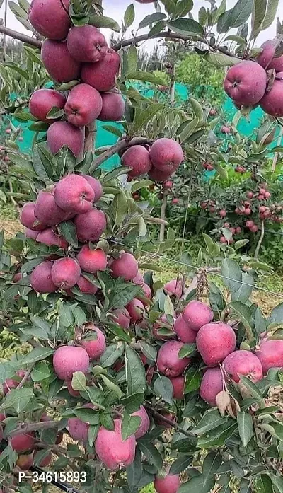 Natural Apple Plant-thumb0