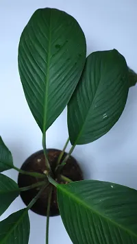 Natural Peace Lily Plant-thumb1