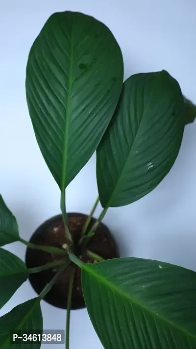 Natural Peace Lily Plant-thumb2