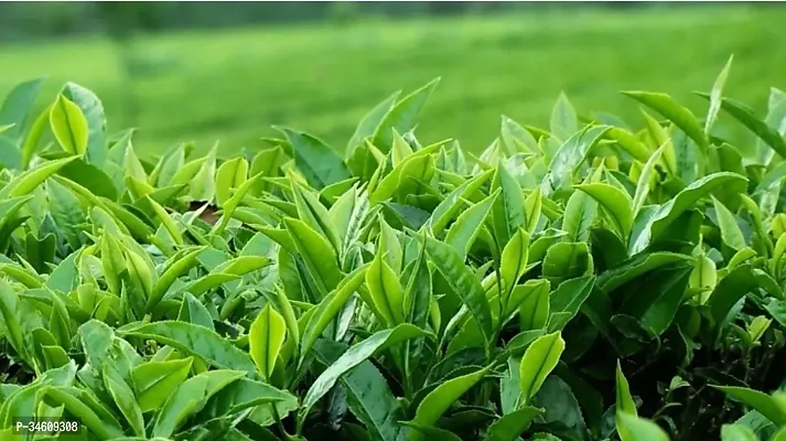 Natural Tea Plant-thumb2