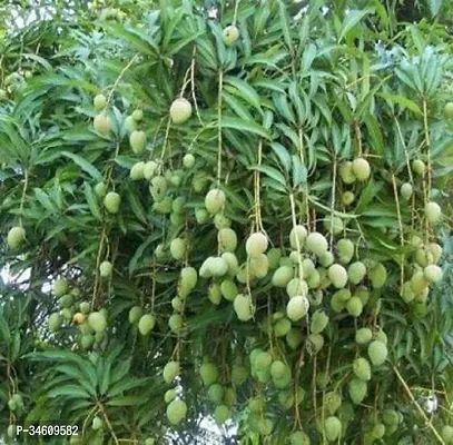 Natural Mango Plant-thumb0