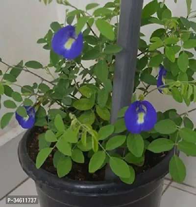 Natural Aparajita Butterfly Pea Plant-thumb0