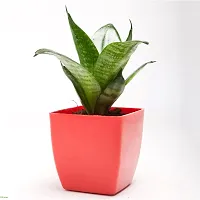 Natural Snake Plant-thumb2