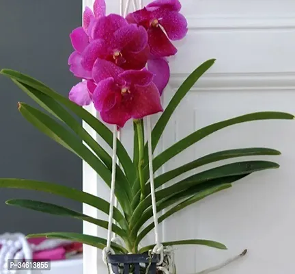 Natural Orchid Plant-thumb0