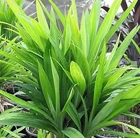 Natural Basmati Plant-thumb1