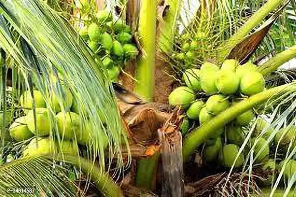 Natural Coconut Plant-thumb0