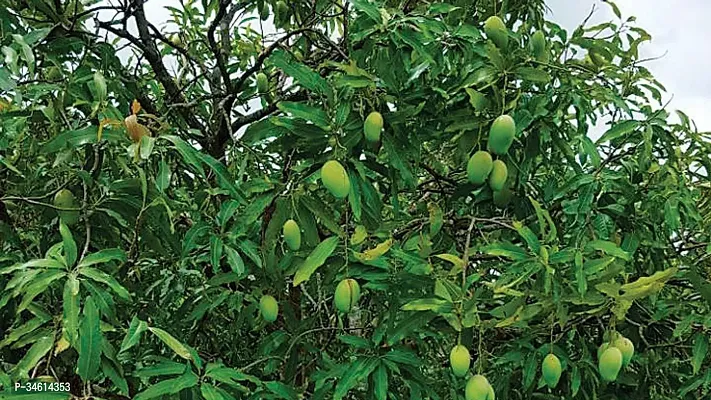 Natural Mango Plant-thumb0