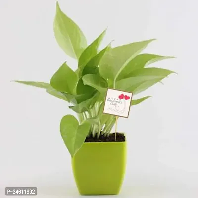 Natural Money Plant-thumb0