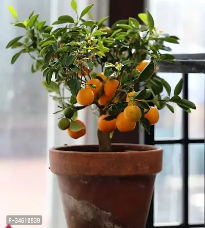 Natural Orange Plant