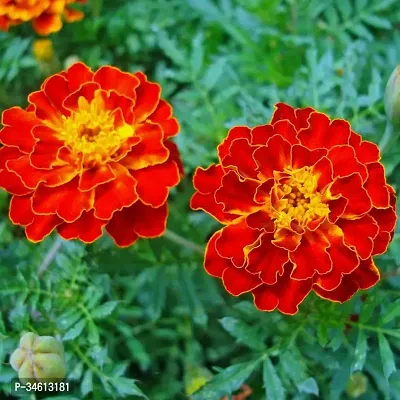 Natural Marigold Plant-thumb0