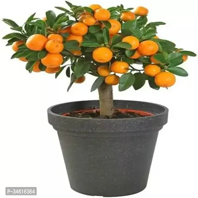 Natural Orange Plant