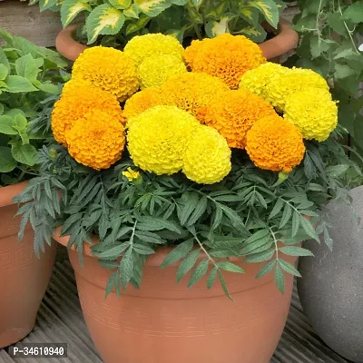 Natural Marigold Plant-thumb0