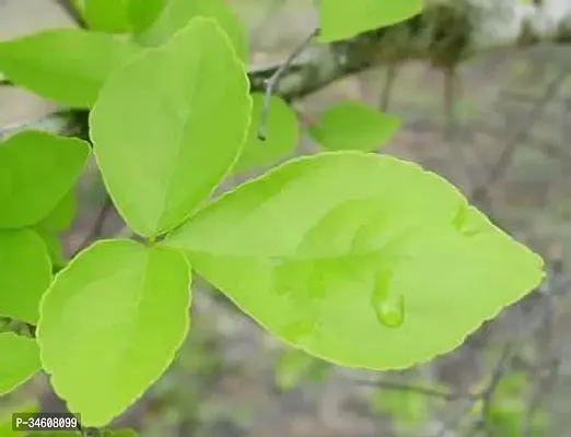 Natural Bel Plant-thumb0