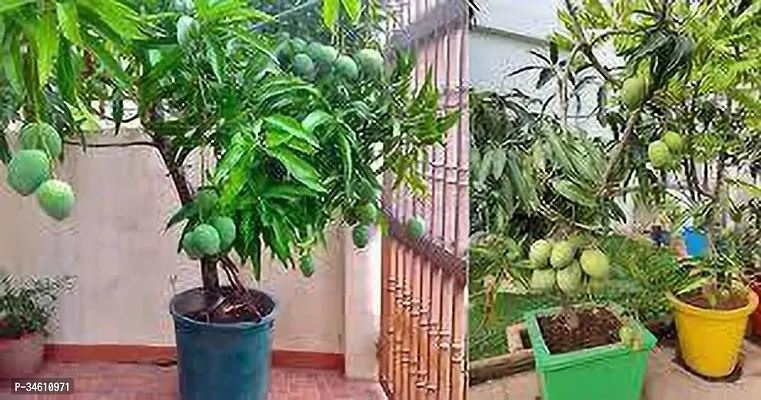 Natural Mango Plant