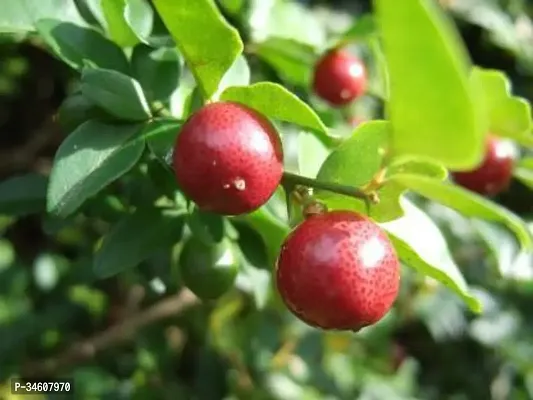 Natural Lemon Plant-thumb2