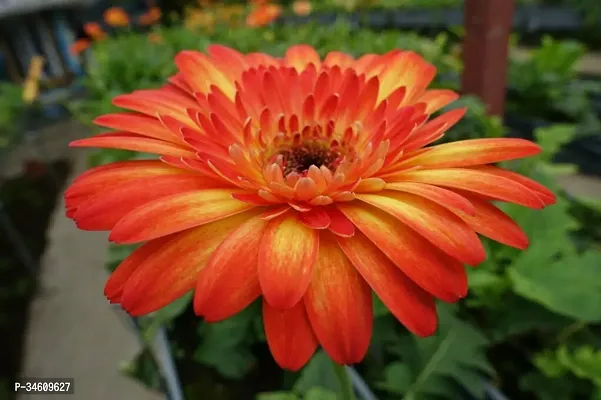 Natural Gerbera Plant-thumb0