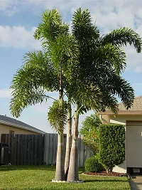 Natural Foxtail Palm Plant-thumb1