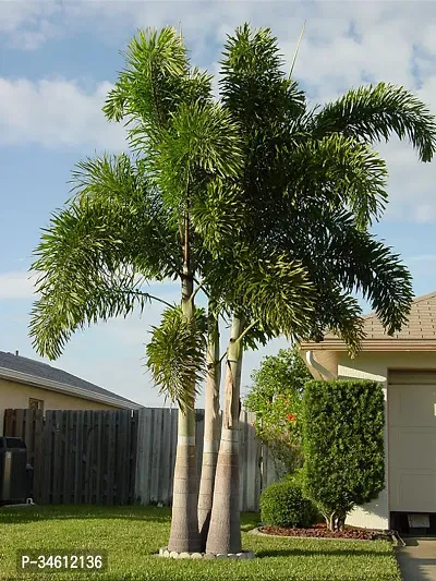 Natural Foxtail Palm Plant-thumb2