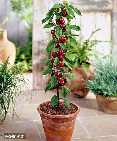 Natural Cherry Fruit Plant-thumb0