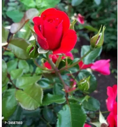 Natural Rose Plant-thumb0