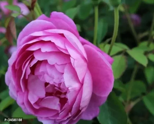 Natural Rose Plant-thumb0