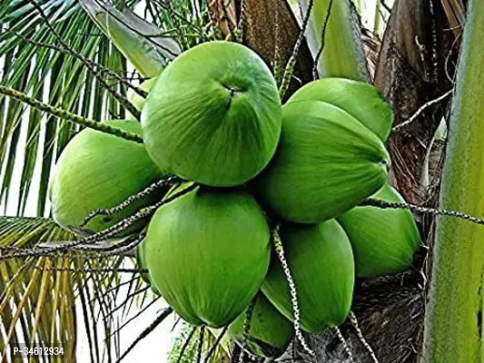 Natural Coconut Plant-thumb0