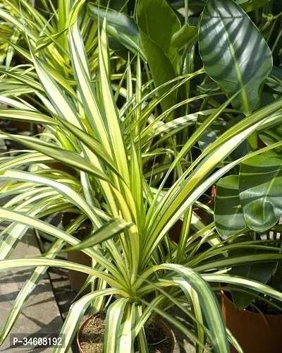 Natural Spider Plant-thumb0