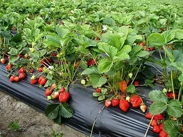 Natural Strawberry Plant-thumb1