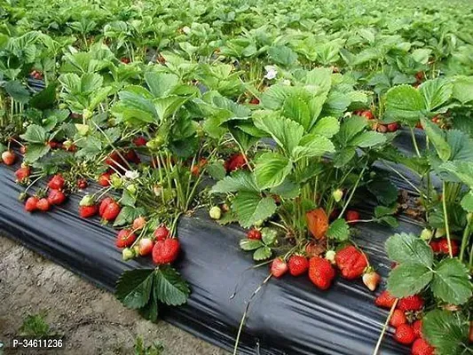 Natural Strawberry Plant-thumb2