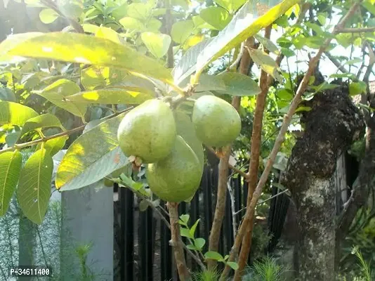 Natural Guava Plant-thumb0