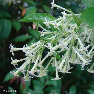 Natural Jasmine Plant-thumb0