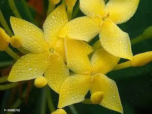 Natural Ixora Plant-thumb0