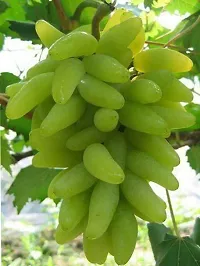 Natural Grapes Plant-thumb2