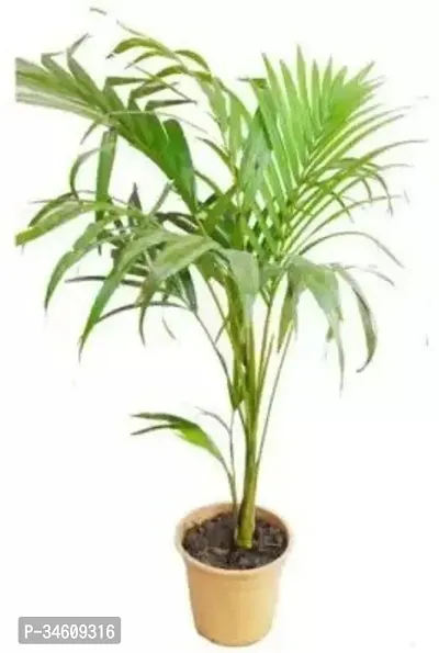 Natural Dragon Tree Plant-thumb0