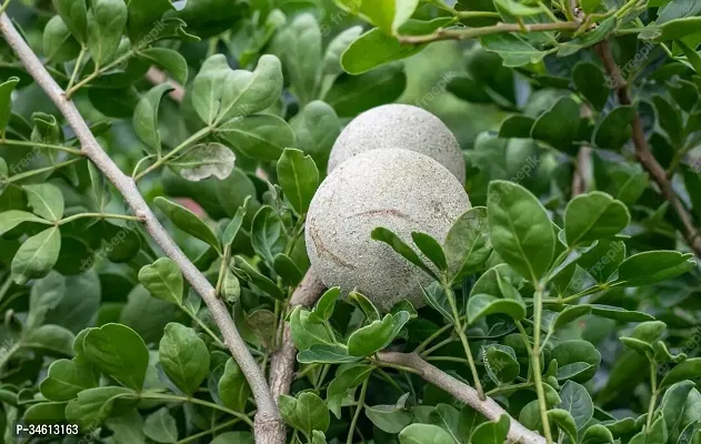 Natural Wood Apple Plant-thumb0