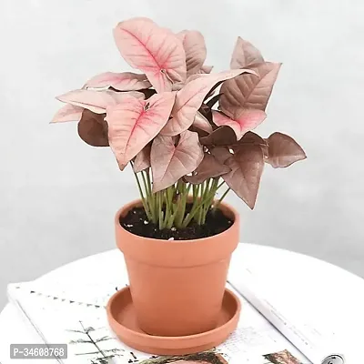 Natural Syngonium Plant-thumb3