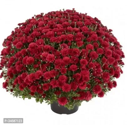 Natural Chrysanthemums Guldavari Plant-thumb0