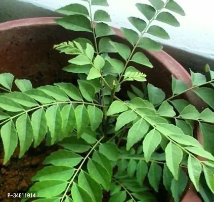 Natural Curry Leaf Plant-thumb0