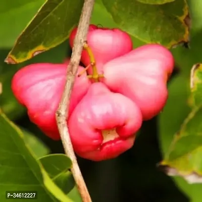 Natural Jamun Plant-thumb3