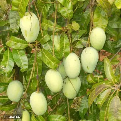 Natural Mango Plant-thumb0