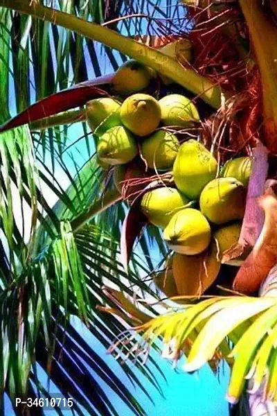 Natural Coconut Plant-thumb0