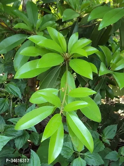 Natural Chiku Plant-thumb3