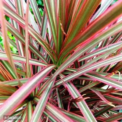 Natural Dracaena Plant-thumb0