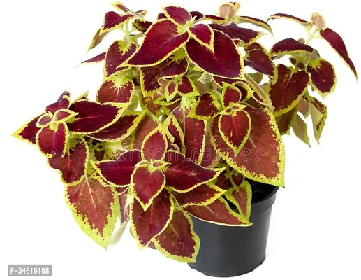 Natural Coleus Plant