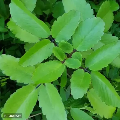 Natural Bryophyllum Pinnatumpatharchatta Plant-thumb2