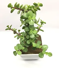 Natural Jade Plant-thumb1