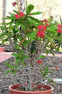 Natural Euphorbia Francoisii Plant-thumb2