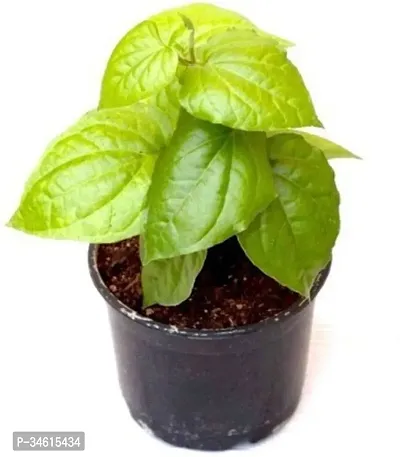 Natural Betel Leaf Plant-thumb0