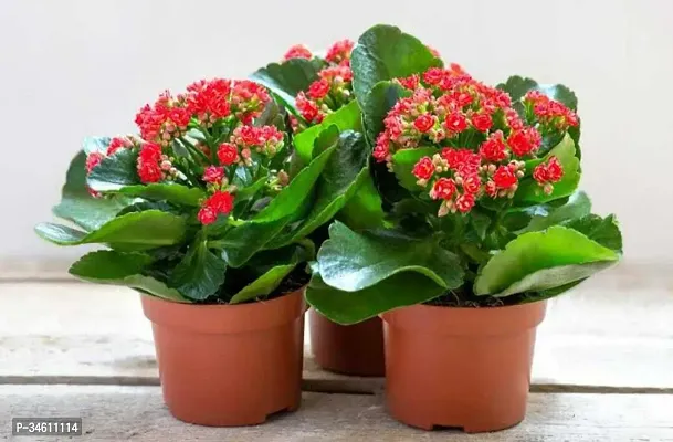 Natural Kalanchoe Plant-thumb3