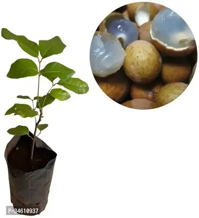 Natural Litchi Plant-thumb2